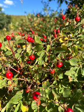 Load image into Gallery viewer, Wild Rosehip Oil (essential oil free)