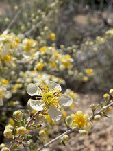 Load image into Gallery viewer, Cliffrose Beauty Balm (Essential Oil Free)