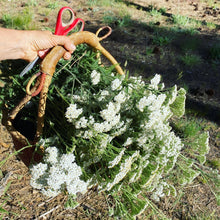 Load image into Gallery viewer, Yarrow Herbal Body Oil