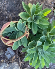 Load image into Gallery viewer, Mullein Leaf Tincture