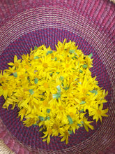 Load image into Gallery viewer, Wild Arnica Salve