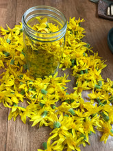 Load image into Gallery viewer, Wild Arnica Salve