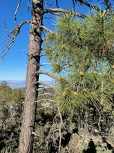 Load image into Gallery viewer, Pine Pollen Tincture