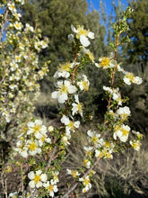 Load image into Gallery viewer, Cliffrose Beauty Balm (Essential Oil Free)