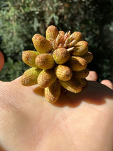 Load image into Gallery viewer, Pine Pollen Tincture