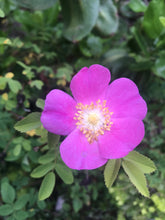 Load image into Gallery viewer, Elder & Rose Toner (Essential Oil Free)