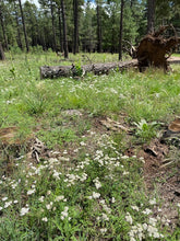 Load image into Gallery viewer, Yarrow Herbal Body Oil