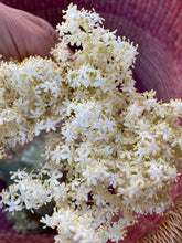 Load image into Gallery viewer, Elder & Rose Toner (Essential Oil Free)