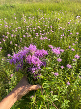 Load image into Gallery viewer, Wild Bee Balm