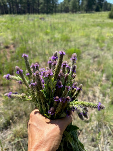 Blue Vervain