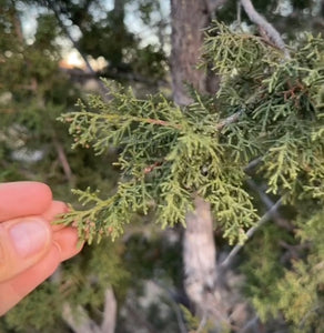 Fresh Juniper Needles