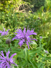 Load image into Gallery viewer, Wild Bee Balm Tincture
